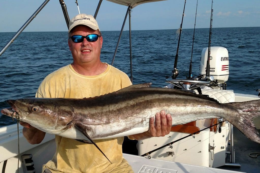 cobia ears