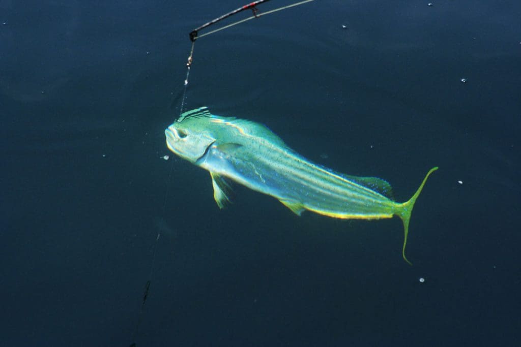 fishing dolphinfish