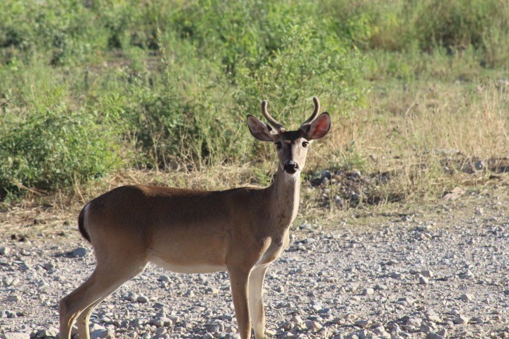 Doe with antlers