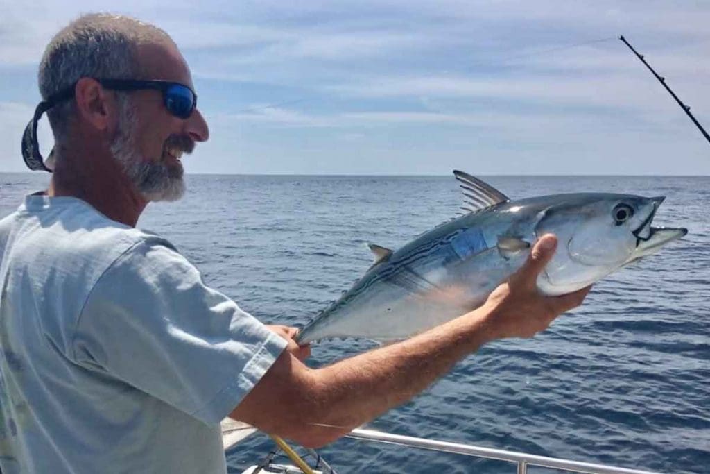false albacore