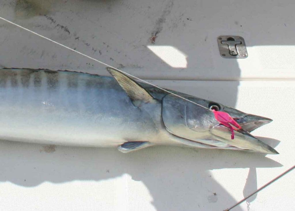 wahoo caught on a spoon