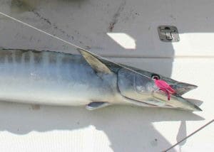 wahoo caught on a spoon