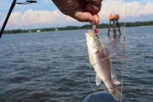 fish on a hook