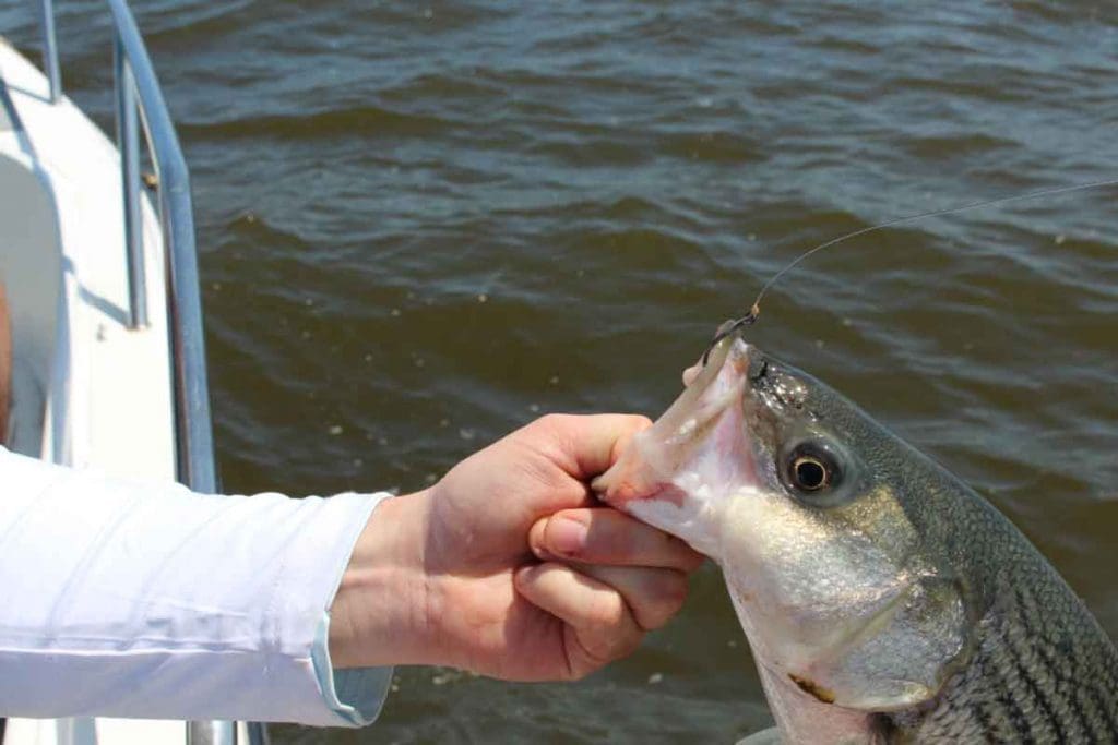 fish on circle hook