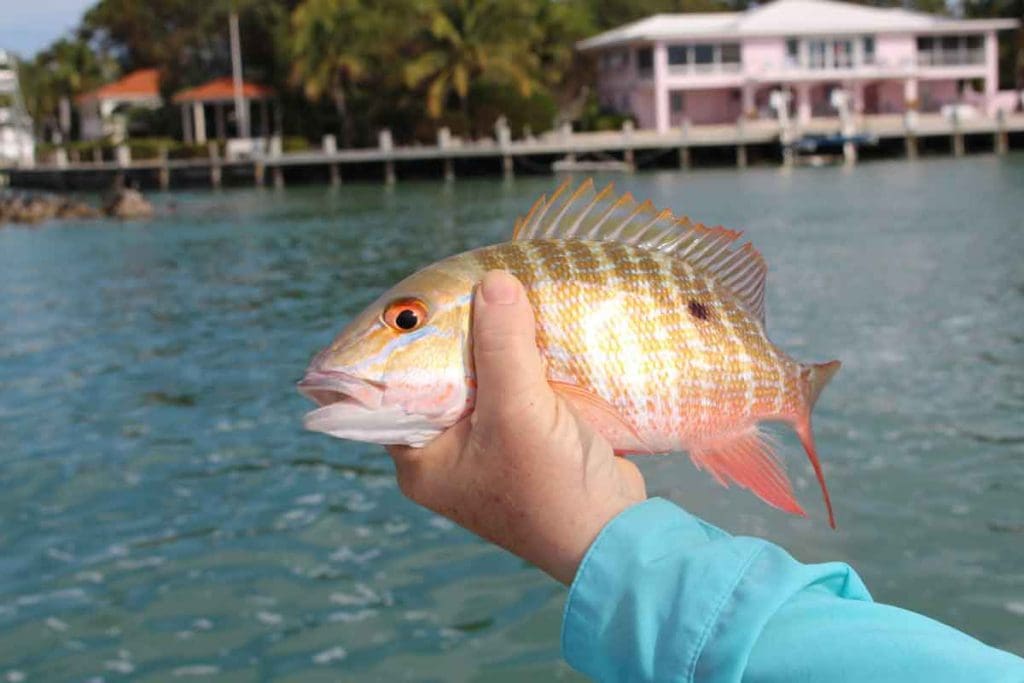 snapper