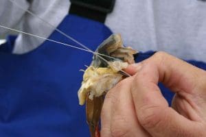 using soft crab baits