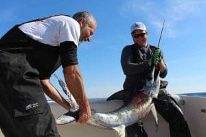swordfish