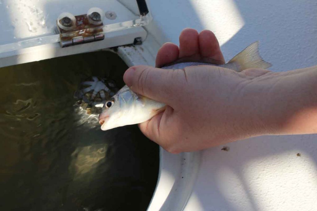 live bait
