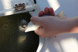 live bait