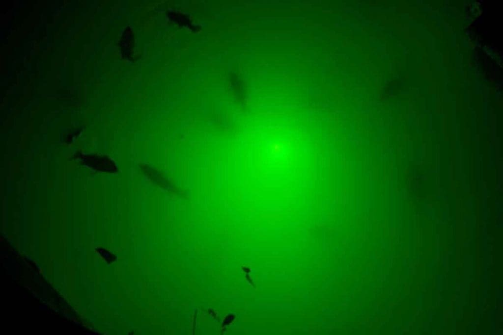 fishing light