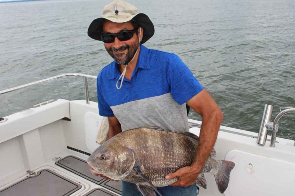 black drum fish
