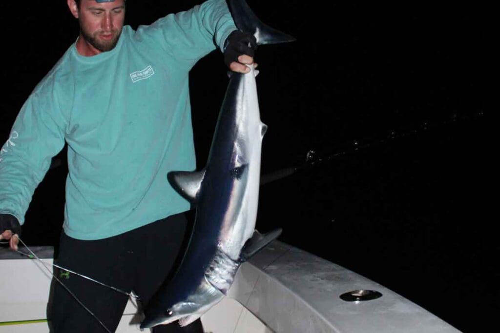 shark at night