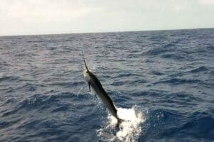 sailfish jumping
