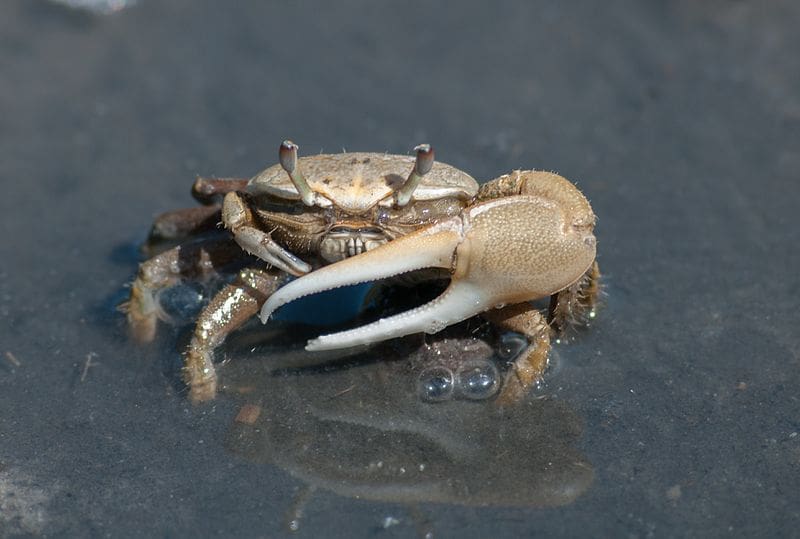 saltwater bait