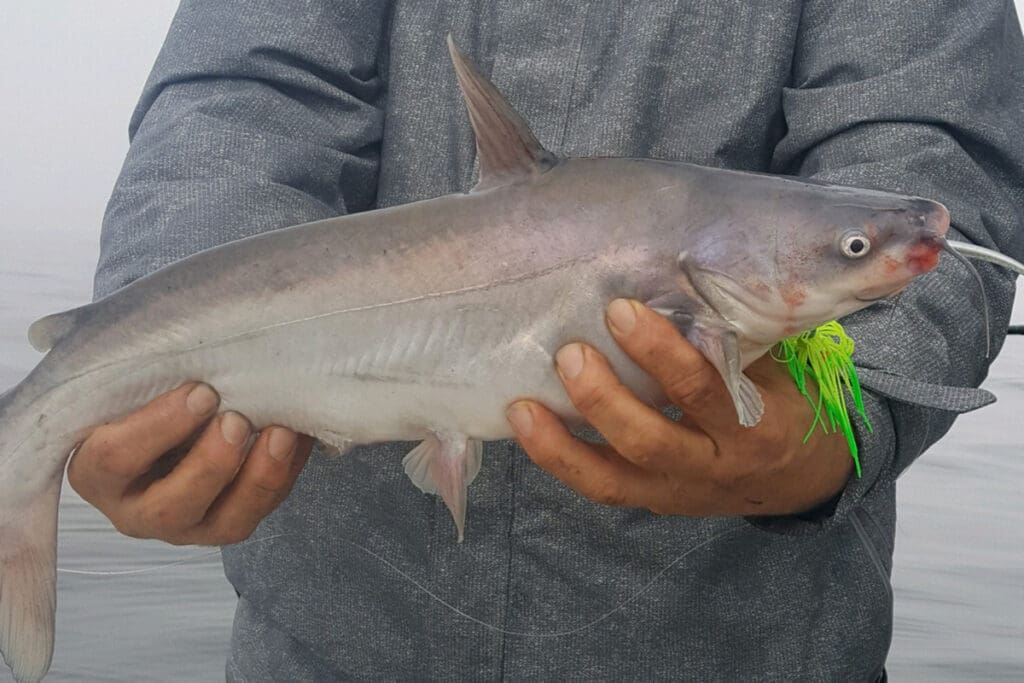 blue catfish on jg