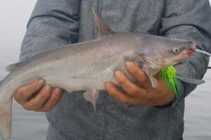 blue catfish on jg