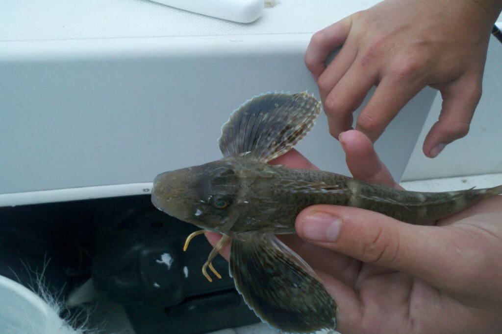 sea robin fish