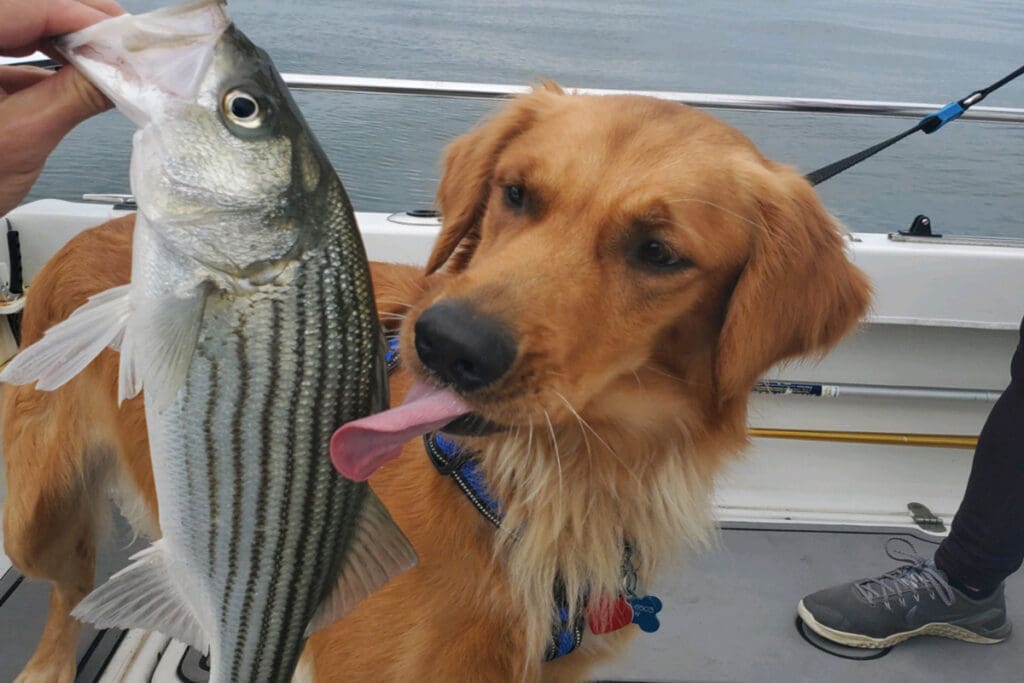 dog licking fish