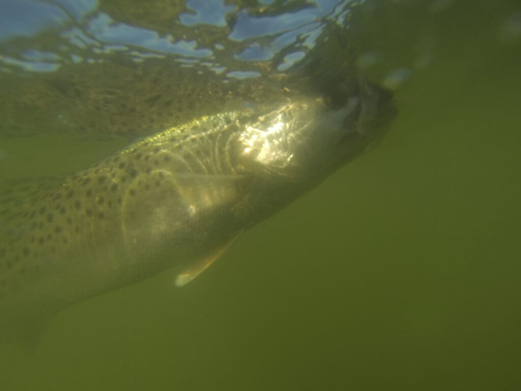 speckled trout under water