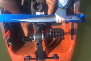 ribbonfish