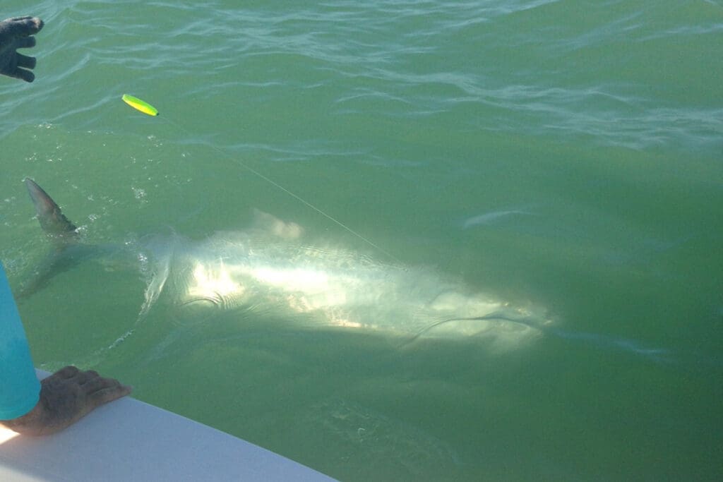 tarpon