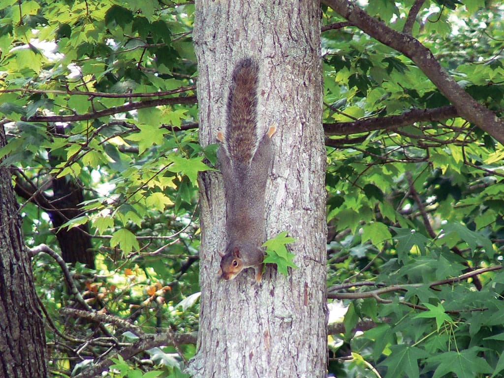 The gray or “cat” squirrel is the most common squirrel in the Pineywoods region and can be a very wary quarry.