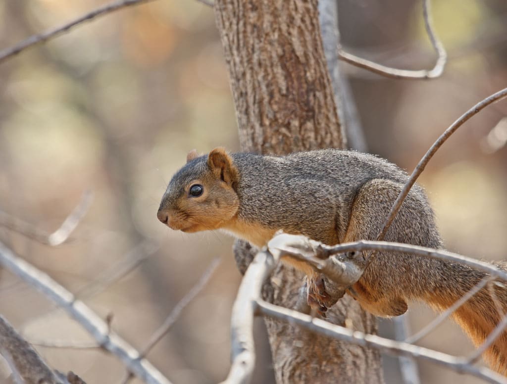 The fox squirrel is the largest squirrel in Texas and is found in a wide range but prefers more open forests.