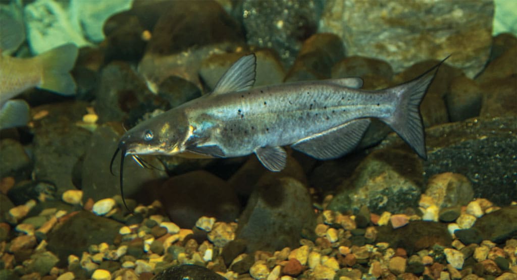 This is Lake Conroe’s bread and butter: eating sized channel catfish.