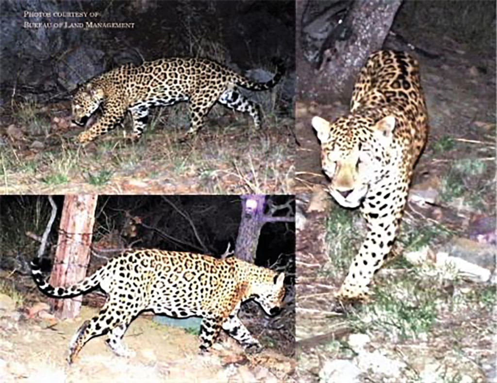 A trail camera captured the image of a jaguar north of the Mexican border.