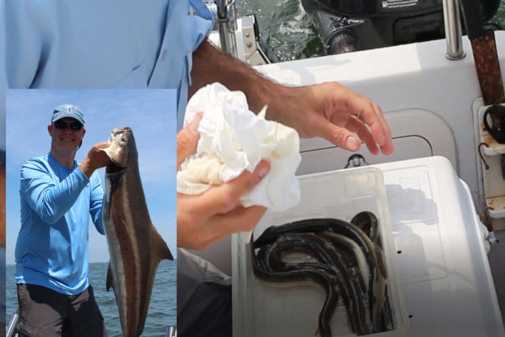 eels for bait
