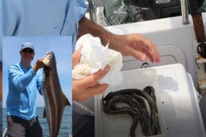 eels for bait