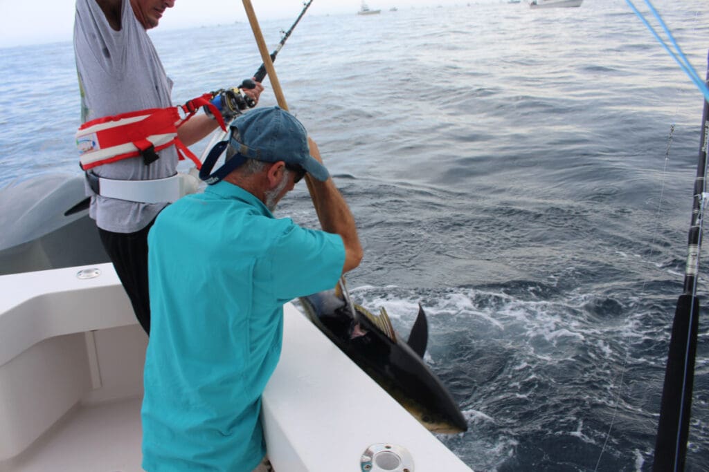 gaffing a tuna