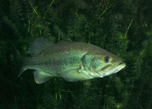 Most bass may be finished with the spawn, but they will still hang around their beds until summer.