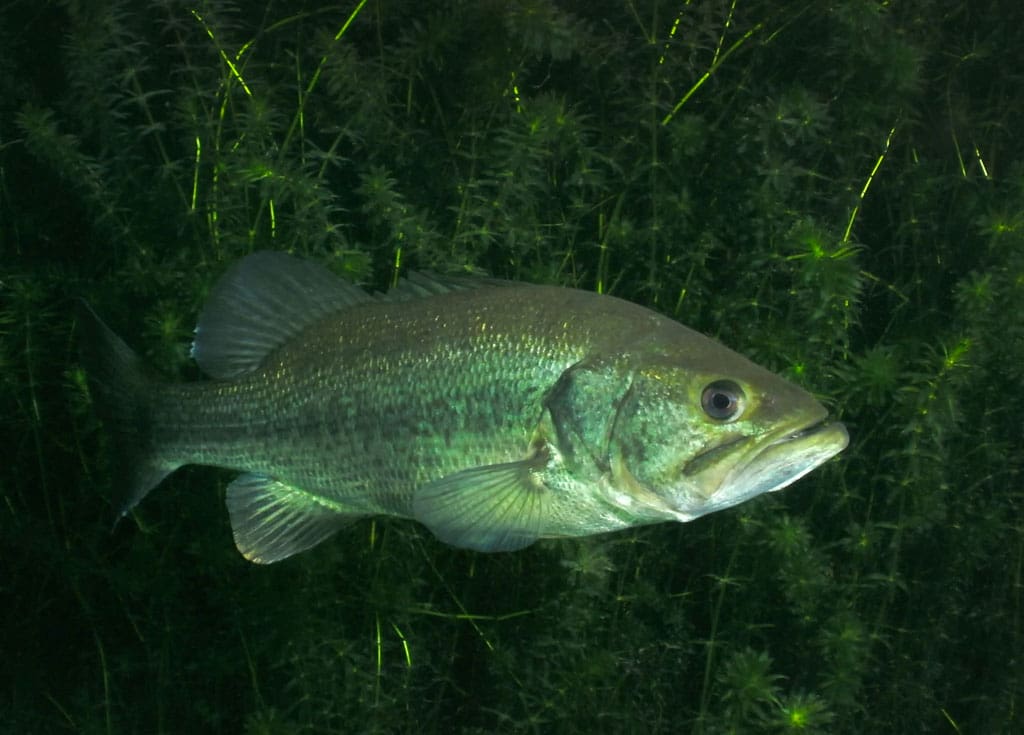 Most bass may be finished with the spawn, but they will still hang around their beds until summer.