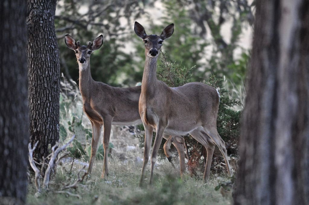 Improving habitat will hopefully hold deer on your property long enough to mature before being harvested.