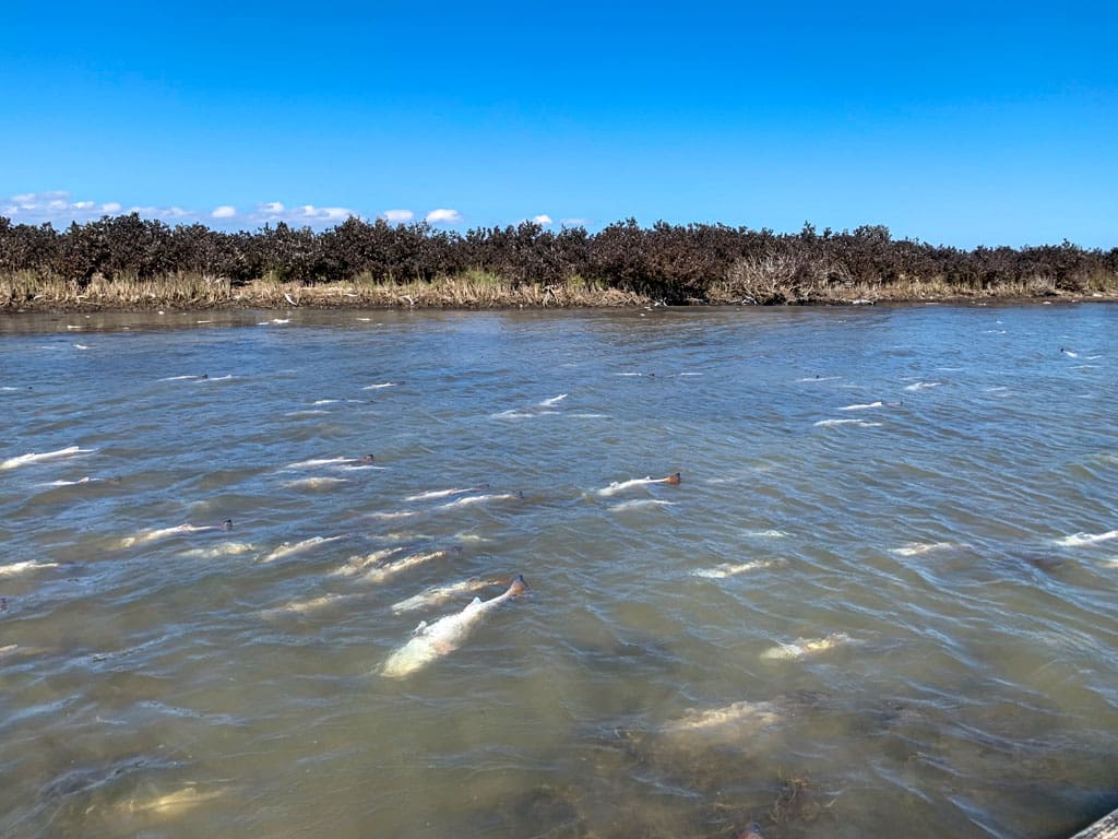 Dead redfish fill an area in Pringle Lake at Espiritu Santo Bay.