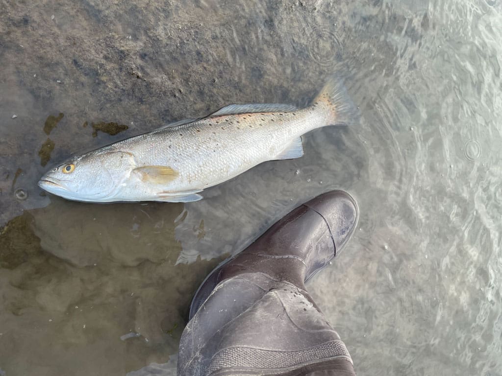 This was one of the few dead trout found in Sabine Lake. Areas of the Middle Coast, Lower & Upper Laguna Madre were hit hard.