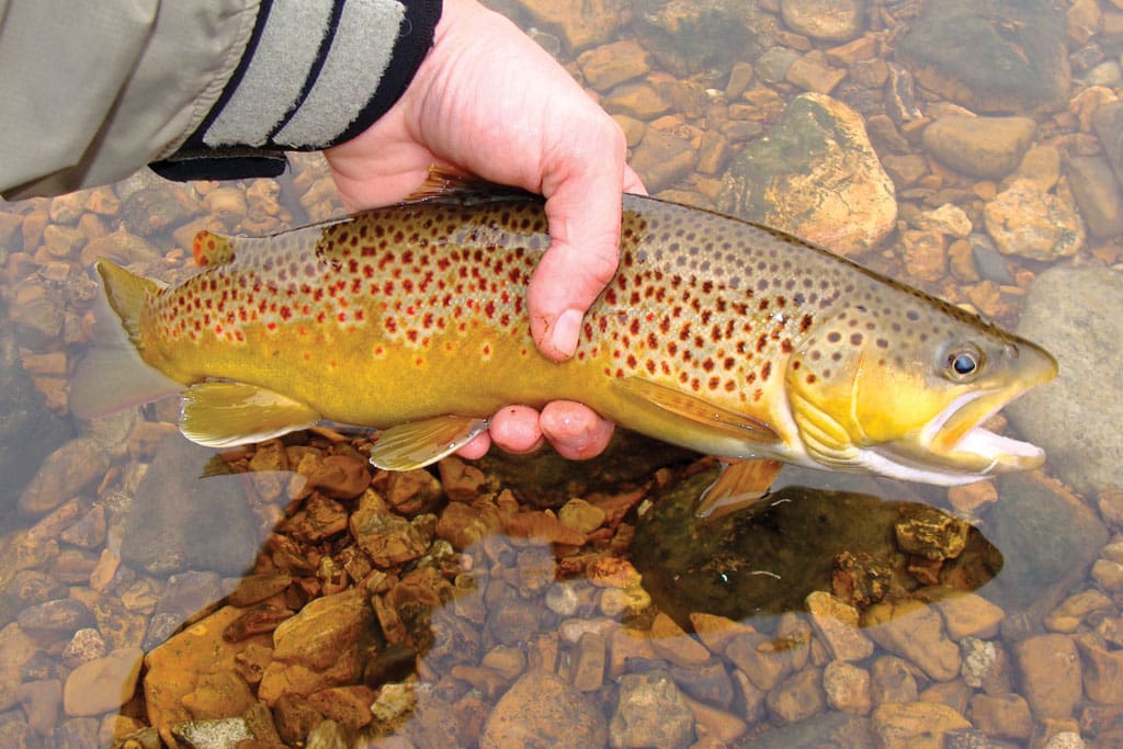 Cutthroat trout