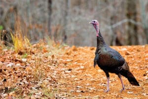 eastern wild turkey