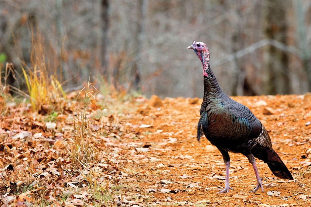 eastern wild turkey