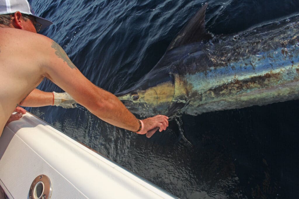 blue marlin