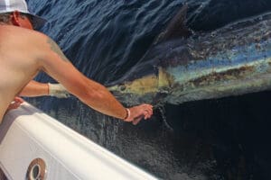 blue marlin