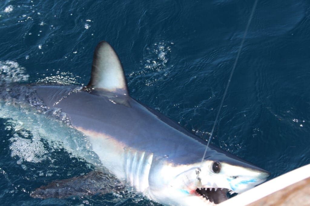 mako shark
