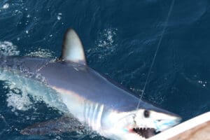 mako shark