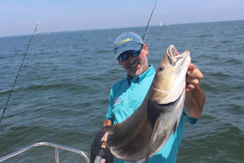 cobia