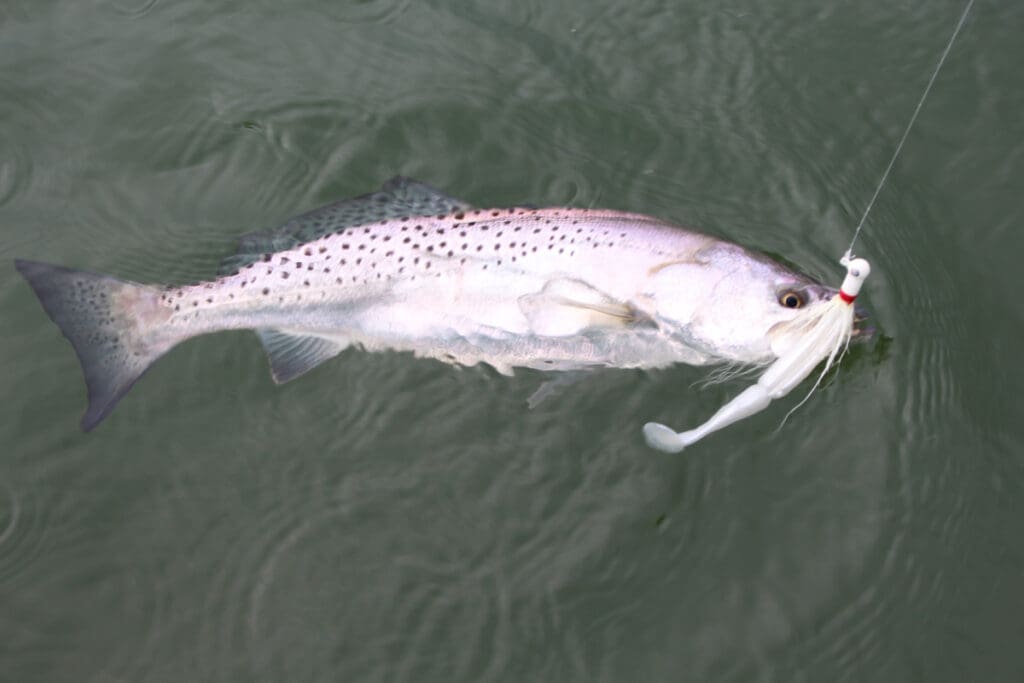 speck on a bucktail