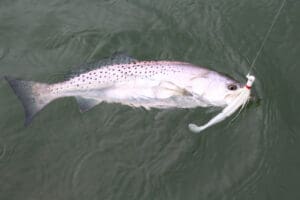 speck on a bucktail