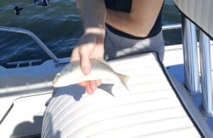 spot fish