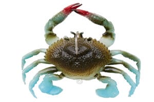 duratech crab