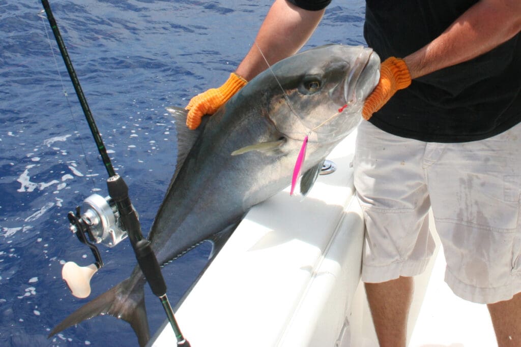 amberjack fish